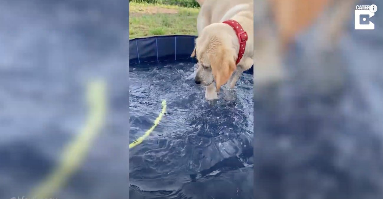 ラブラドールレトリーバー,動画