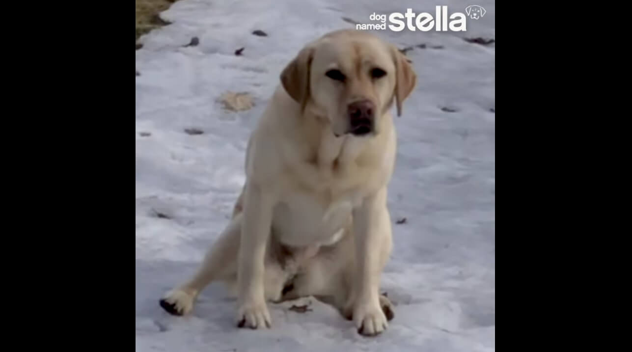 ラブラドールレトリーバー,動画