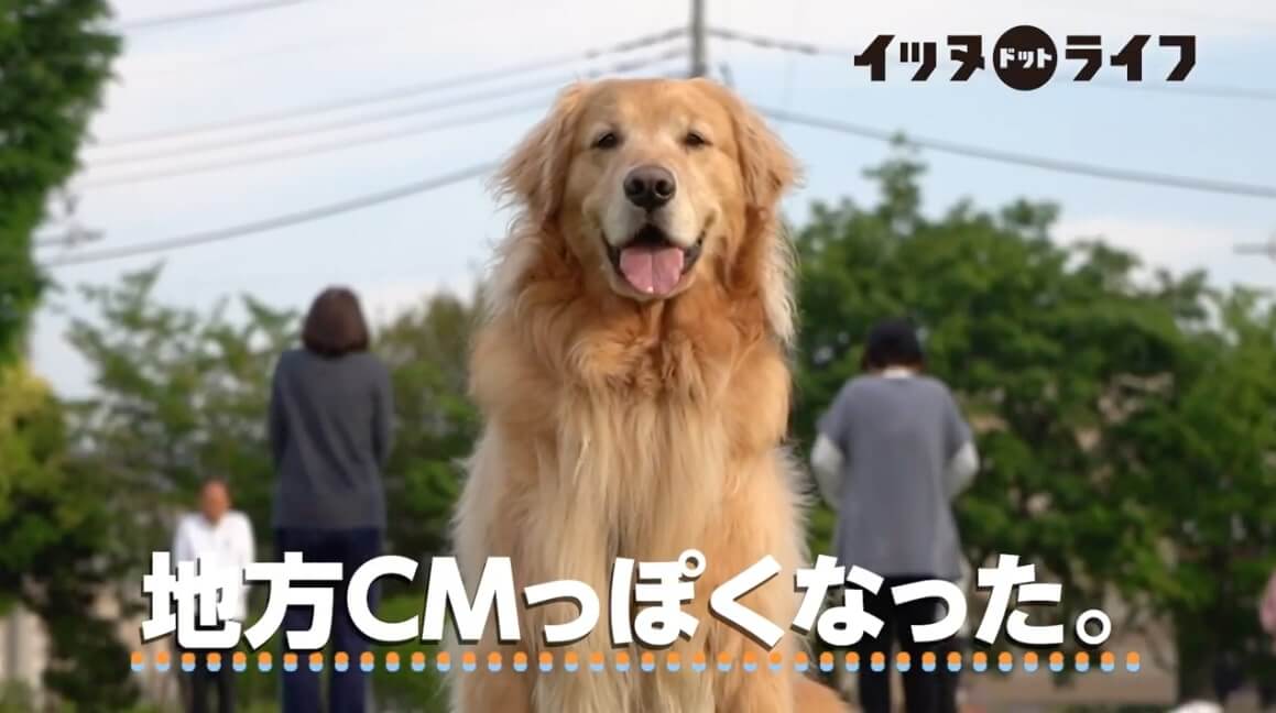 ゴールデン,動画,イッヌドットライフ