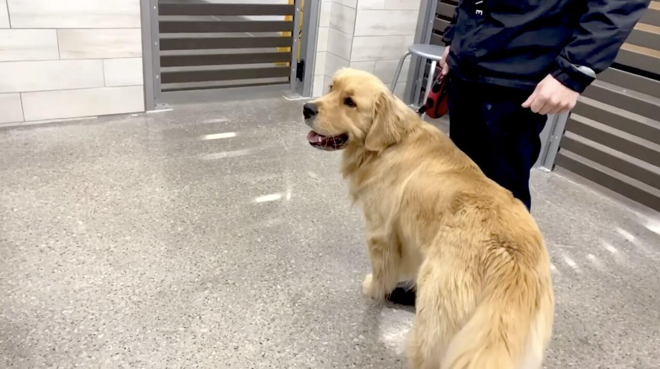 ゴールデンレトリーバー,動画