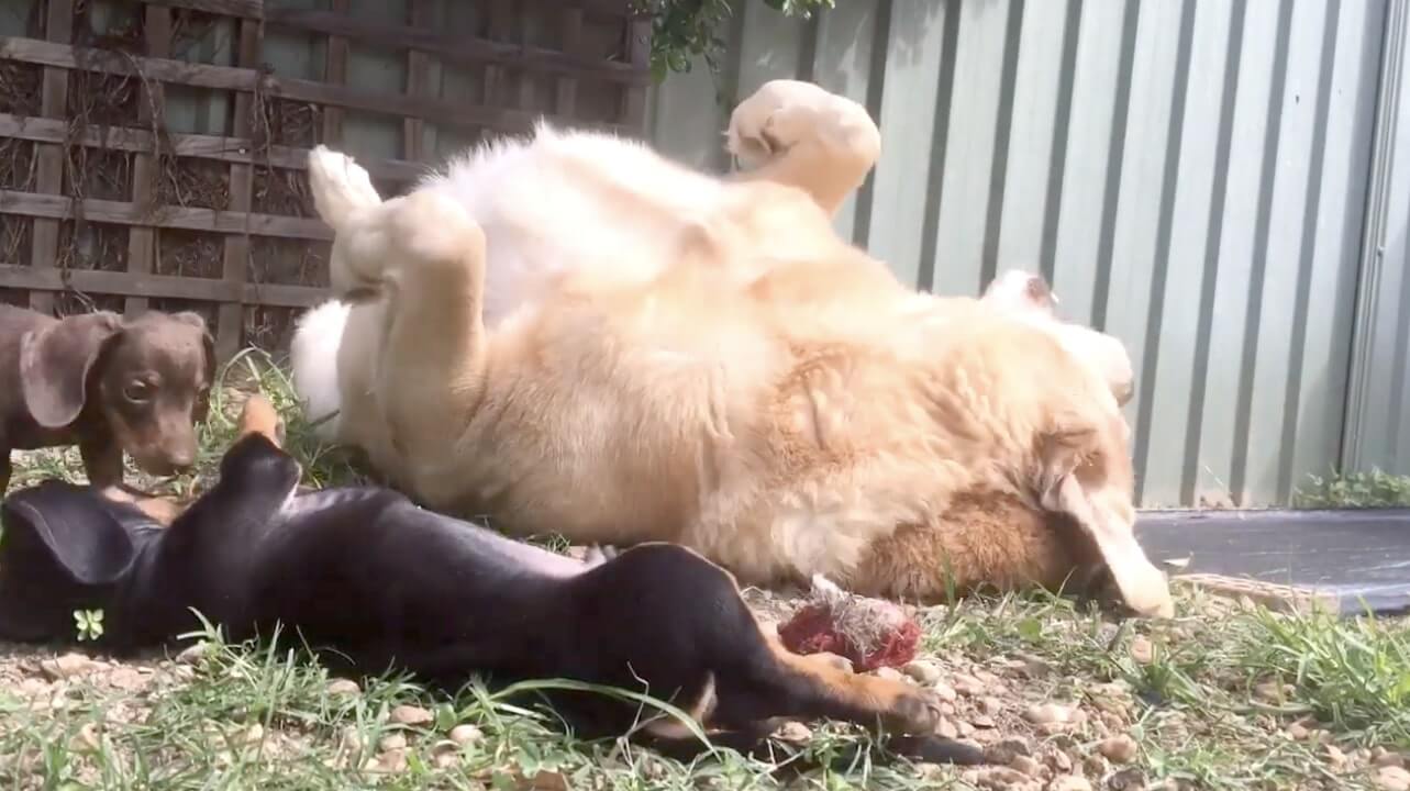 ゴールデンレトリーバー,動画