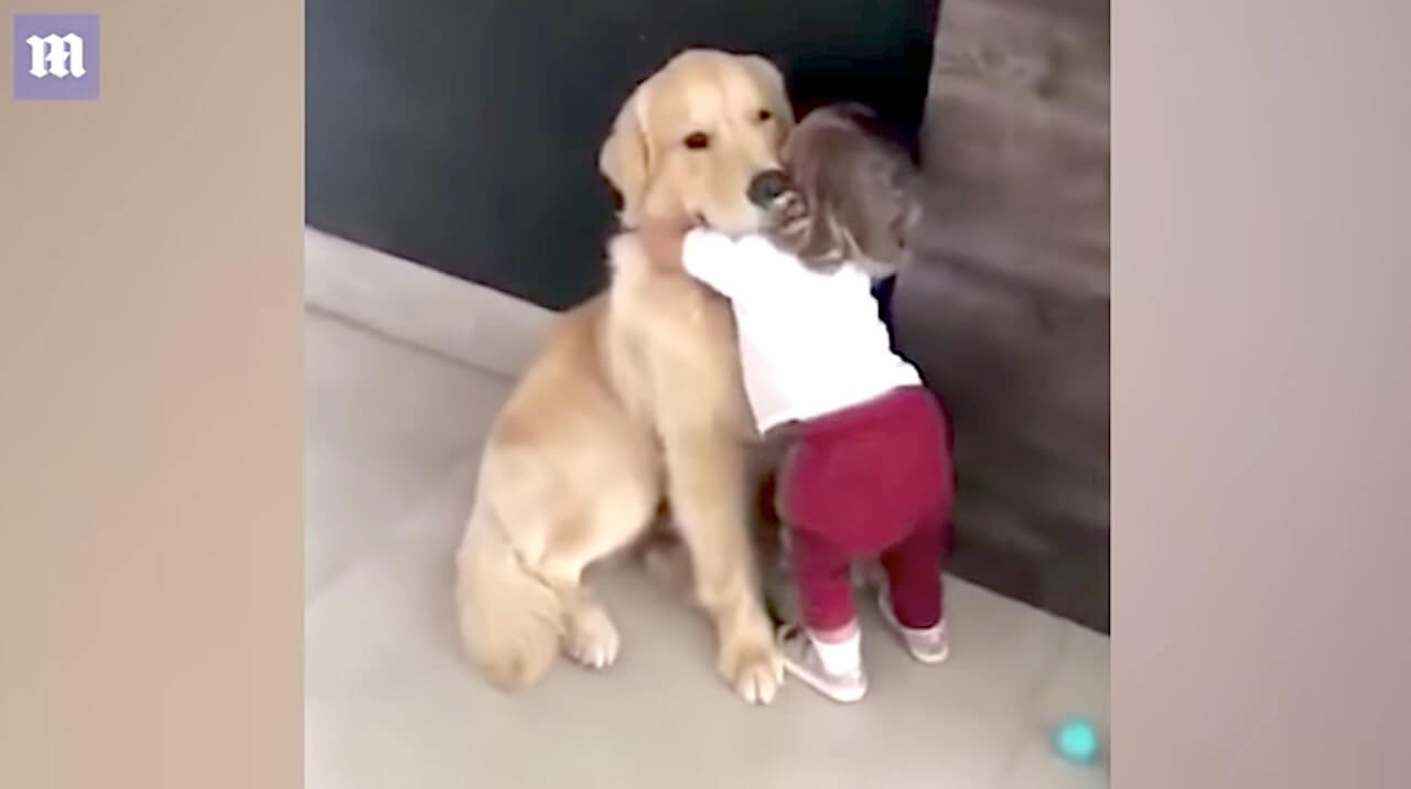 ゴールデンレトリーバー,動画