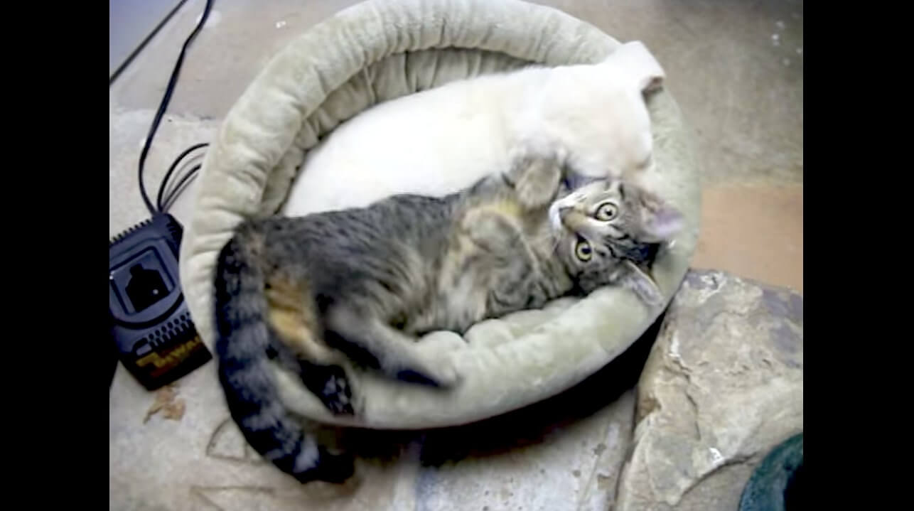 ラブラドールレトリーバー,動画