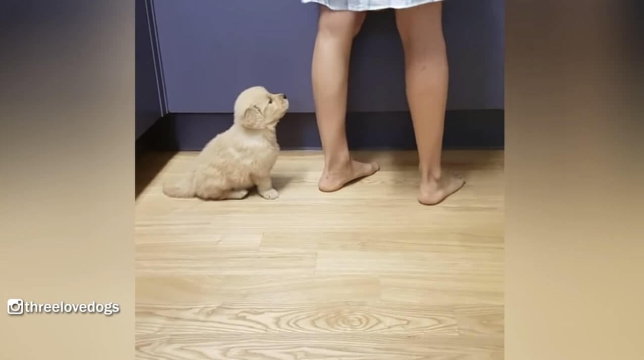 ゴールデンレトリーバー,動画