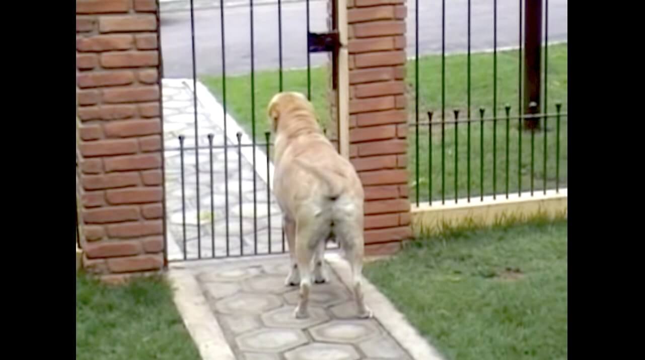 ラブラドールレトリーバー,動画