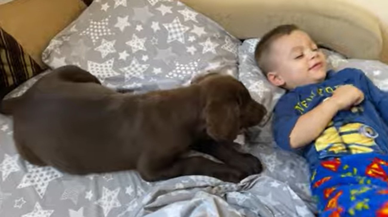 ラブラドールレトリーバー,動画