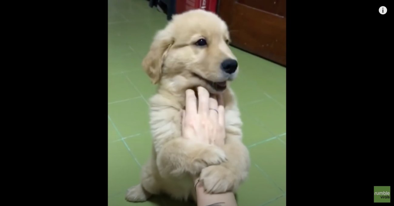 ゴールデンレトリーバー,動画