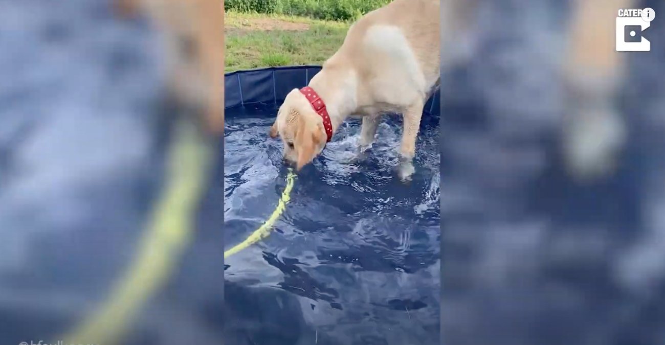 ラブラドールレトリーバー,動画