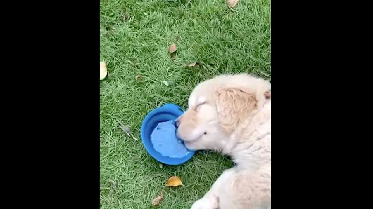 ゴールデンレトリーバー,動画