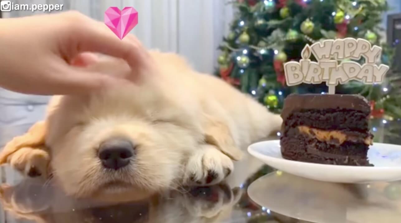 ゴールデンレトリーバー,動画