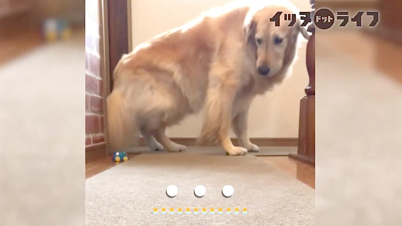 ゴールデン,動画,イッヌドットライフ