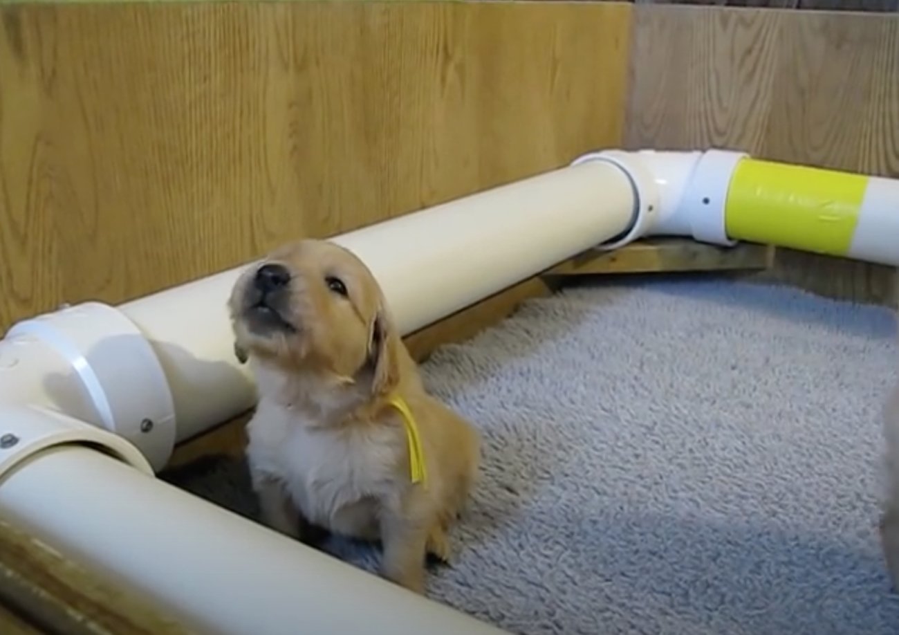 ゴールデンレトリーバー,動画