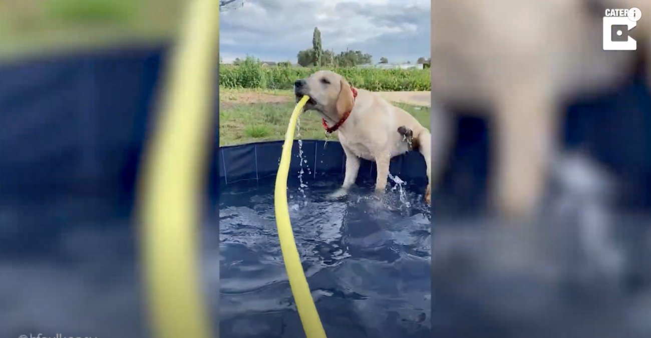 ラブラドールレトリーバー,動画