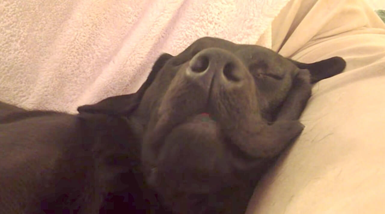 ラブラドールレトリーバー,動画