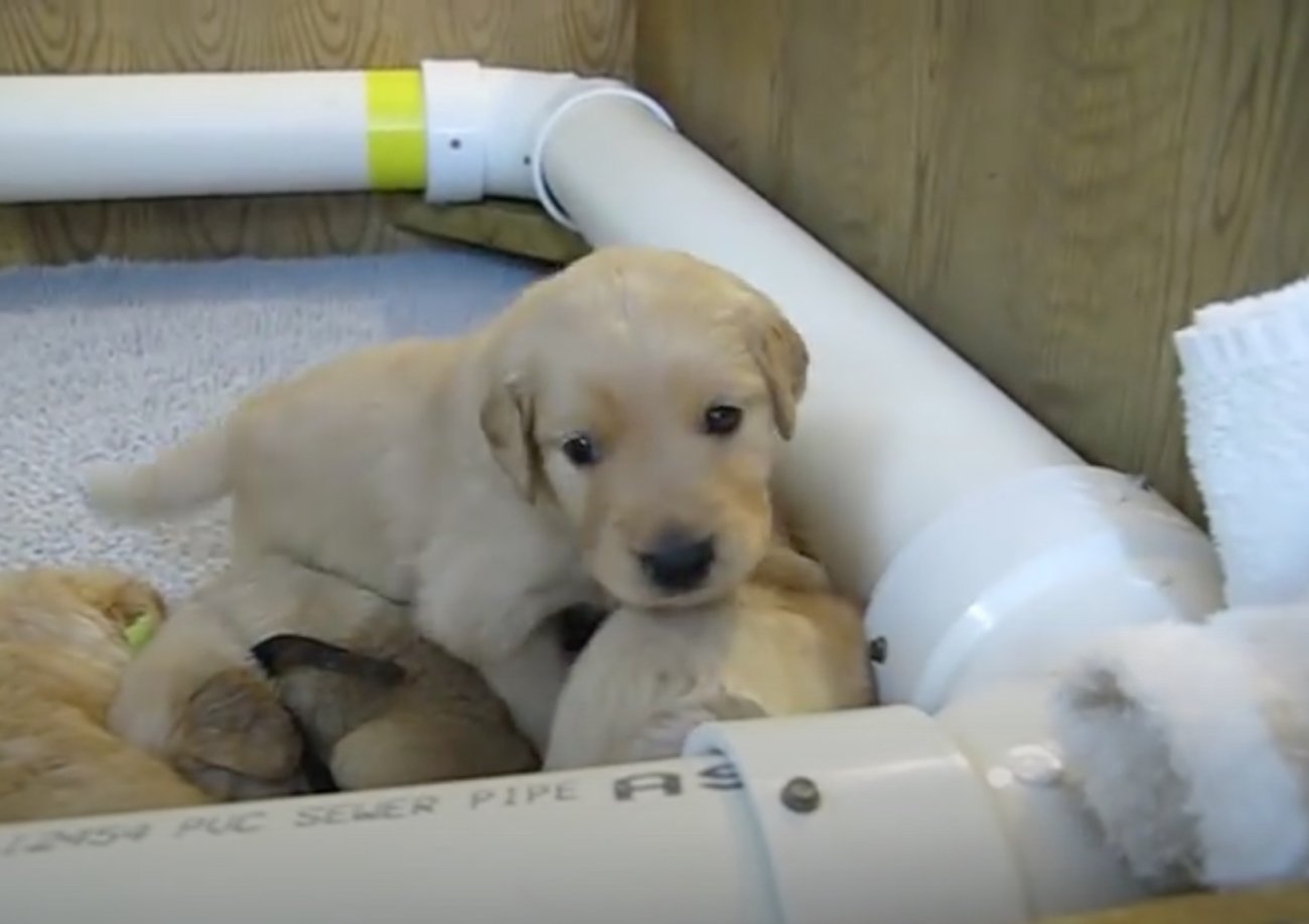 ゴールデンレトリーバー,動画