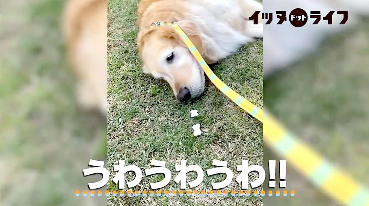 ゴールデンレトリーバー,動画