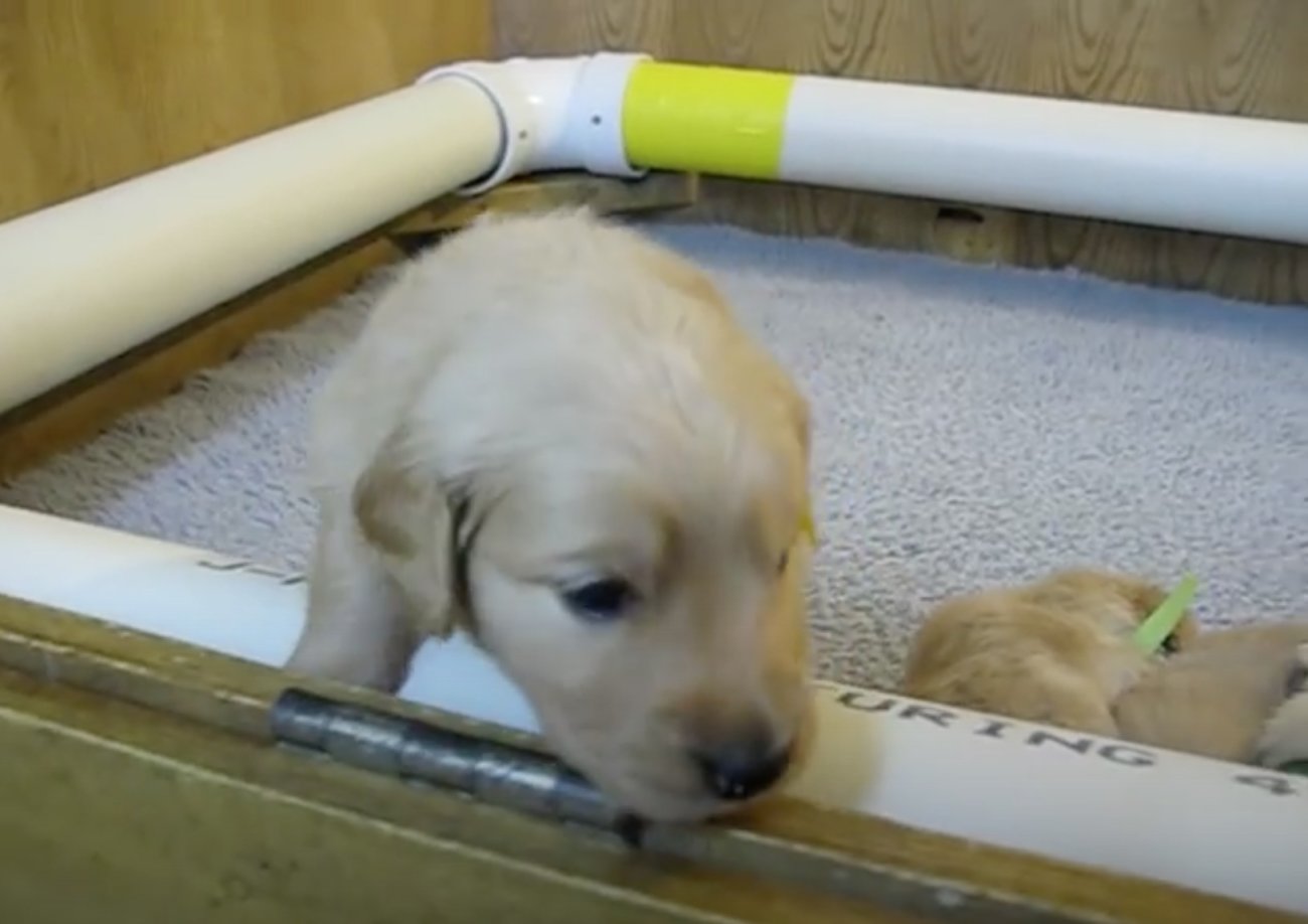 ゴールデンレトリーバー,動画