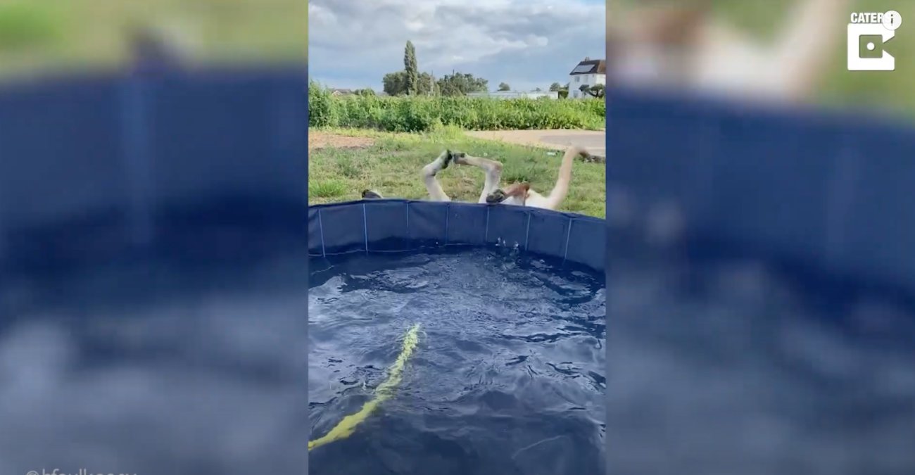 ラブラドールレトリーバー,動画