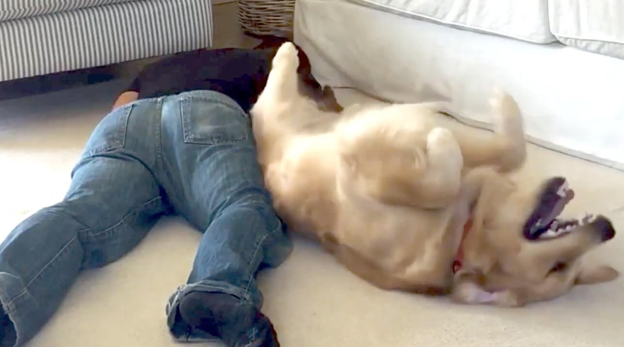 ゴールデンレトリーバー,動画