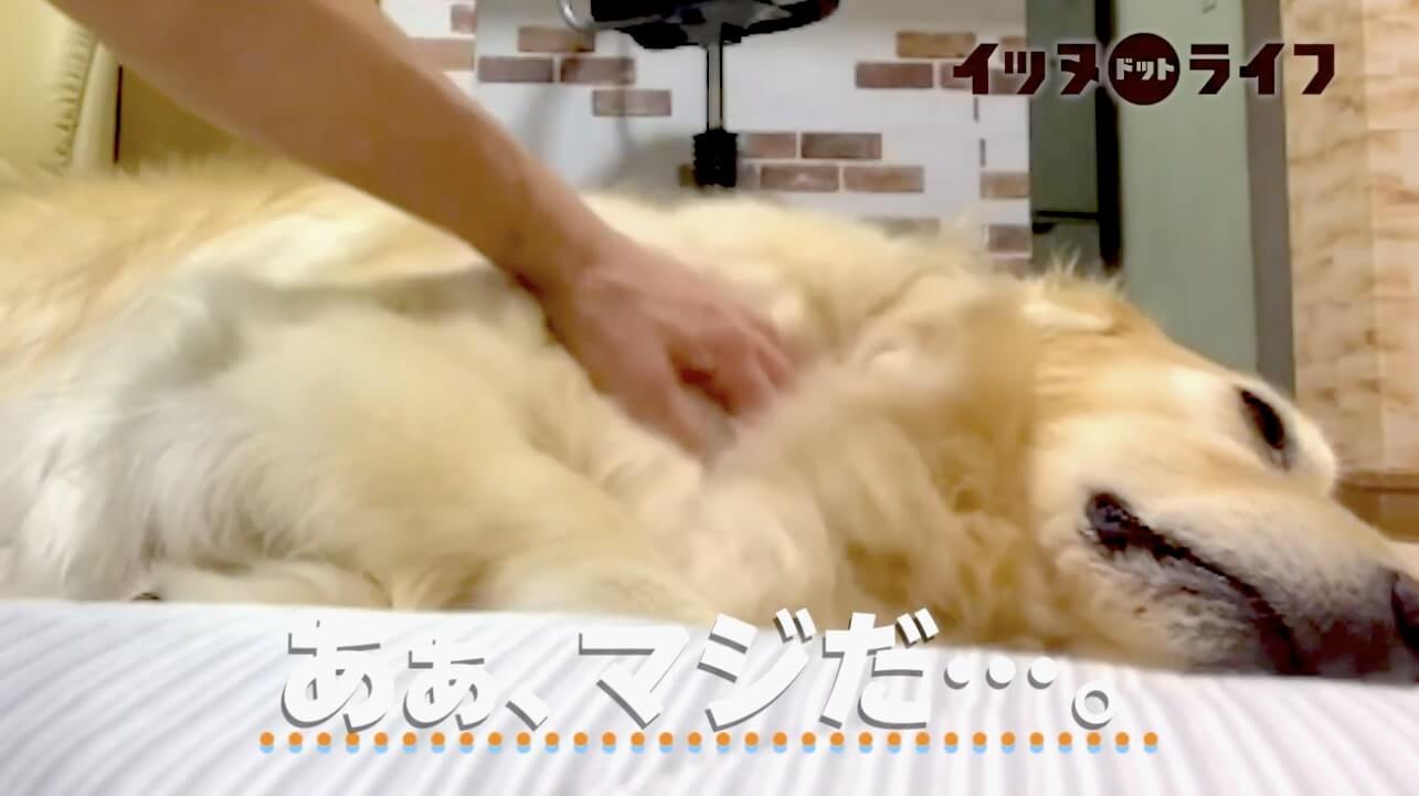 ゴールデン,動画,イッヌドットライフ