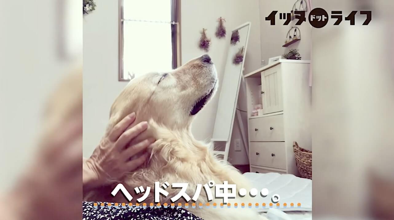 ゴールデン,動画,イッヌドットライフ