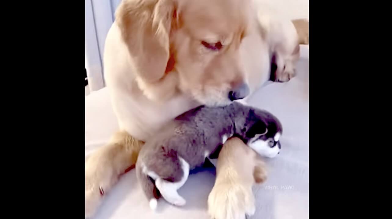 ゴールデンレトリーバー,動画