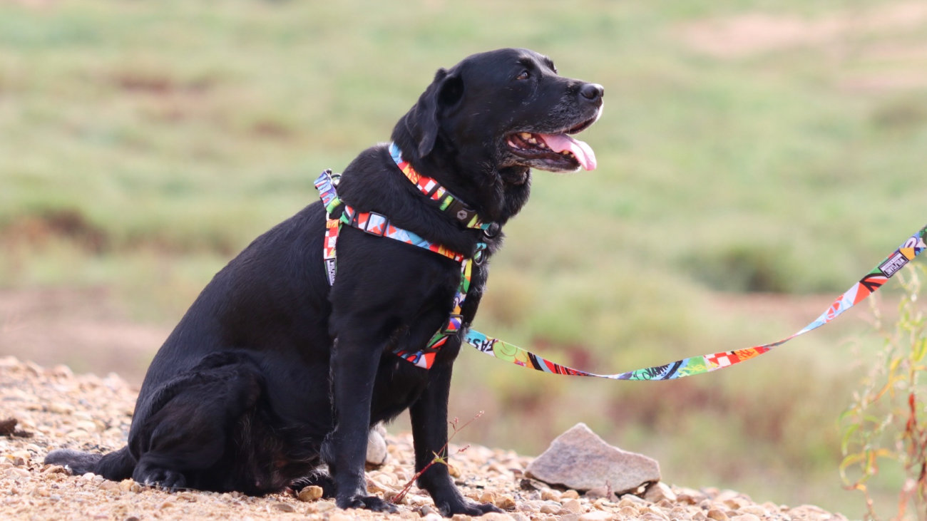 レトリーバー,ウルフギャング