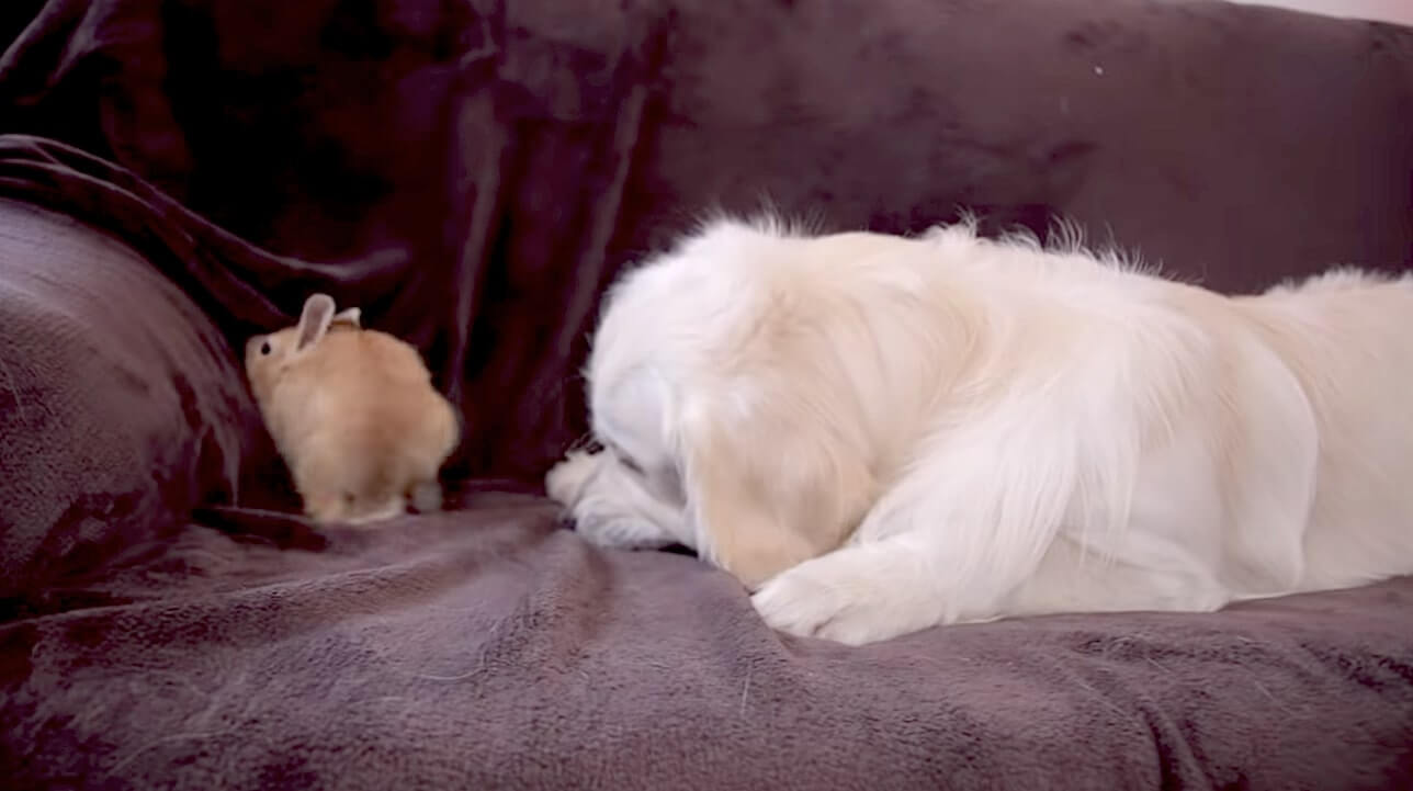 ゴールデンレトリーバー,動画