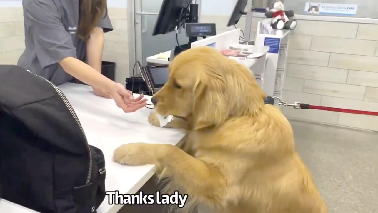 ゴールデンレトリーバー,動画