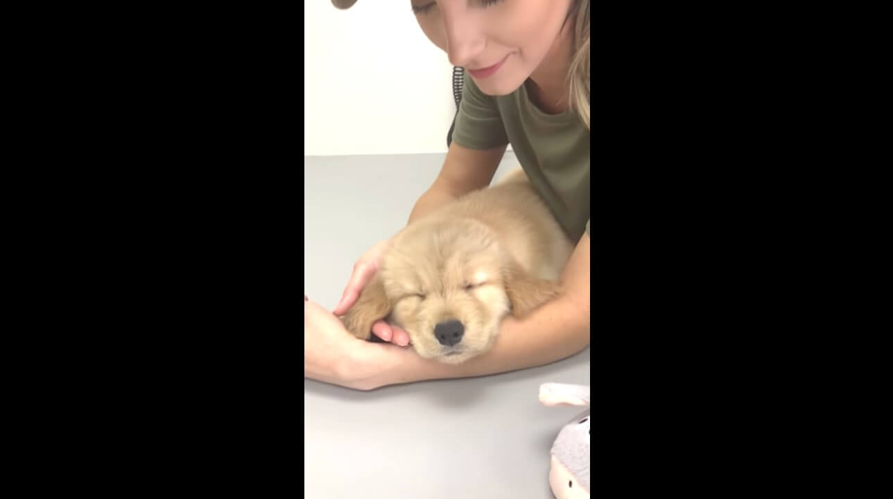 ゴールデンレトリーバー,動画