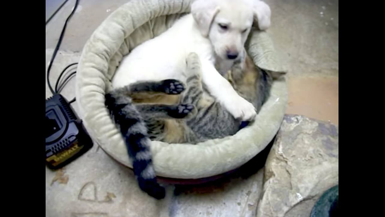 ラブラドールレトリーバー,動画