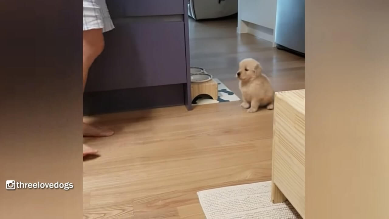 ゴールデンレトリーバー,動画