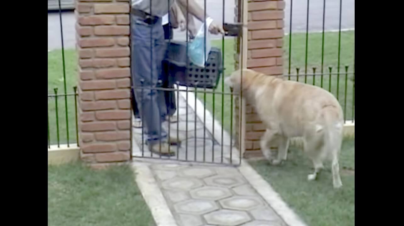 ラブラドールレトリーバー,動画