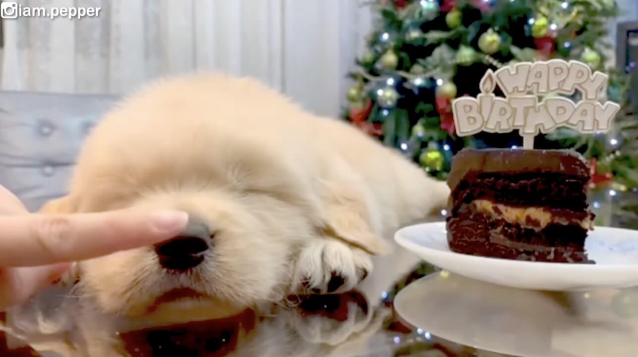 ゴールデンレトリーバー,動画