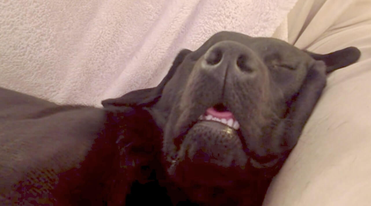 ラブラドールレトリーバー,動画