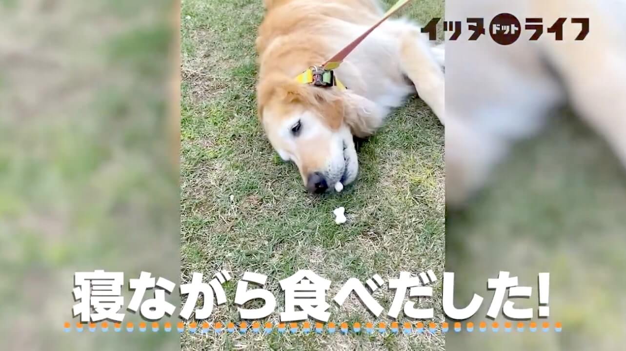 ゴールデンレトリーバー,動画