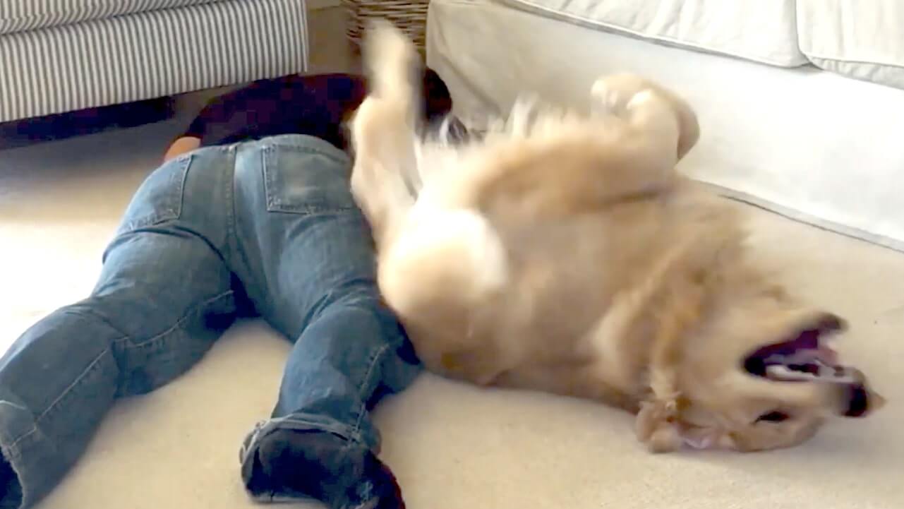 ゴールデンレトリーバー,動画