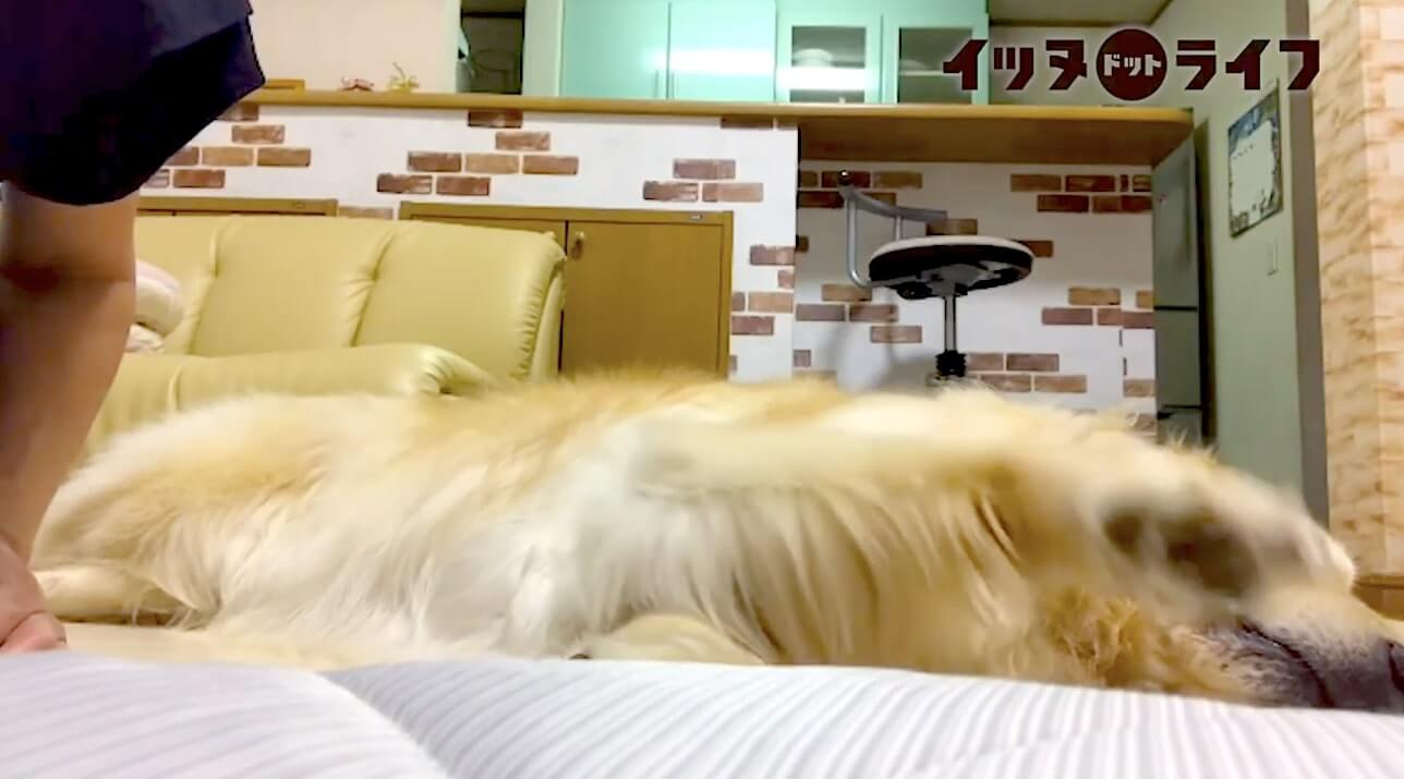 ゴールデン,動画,イッヌドットライフ