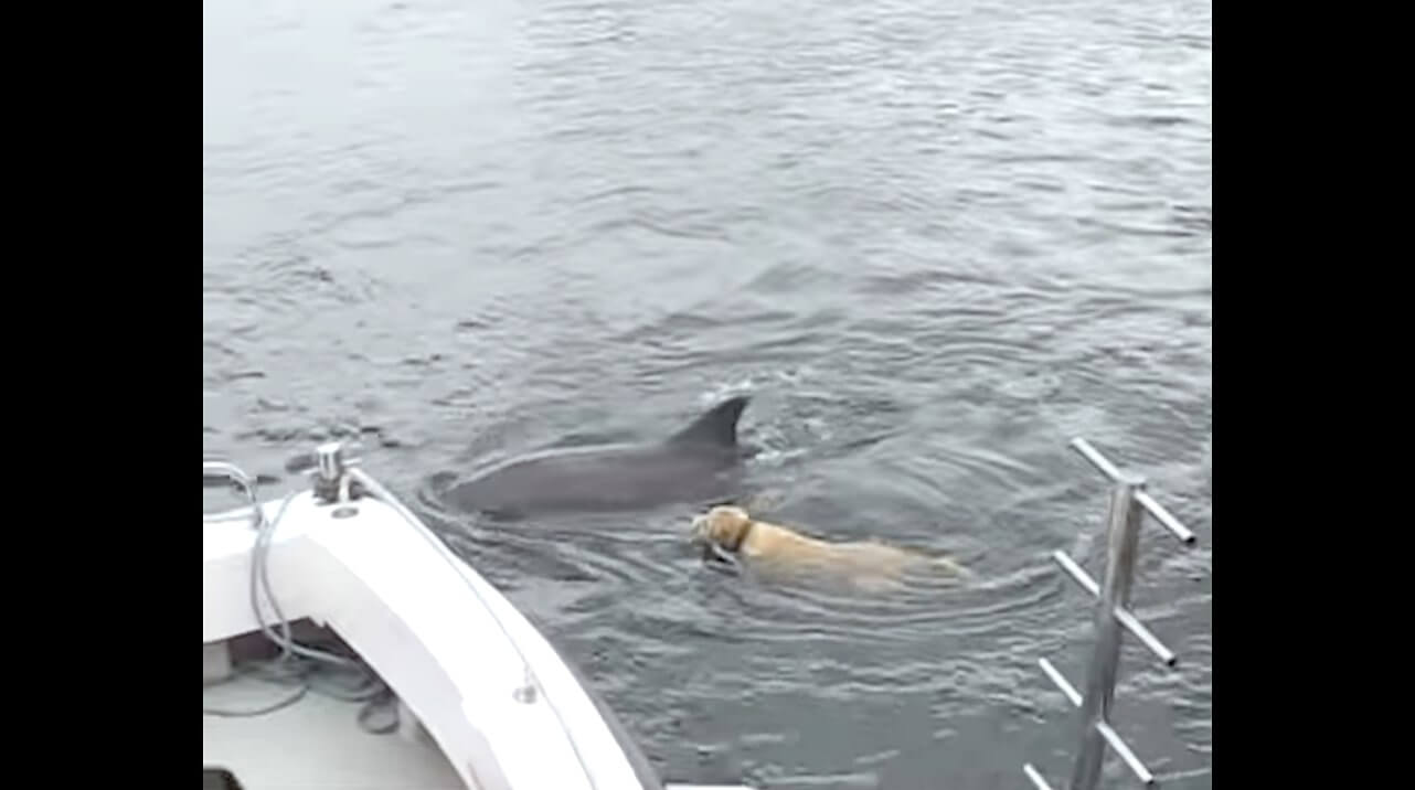 ラブラドールレトリーバー,動画