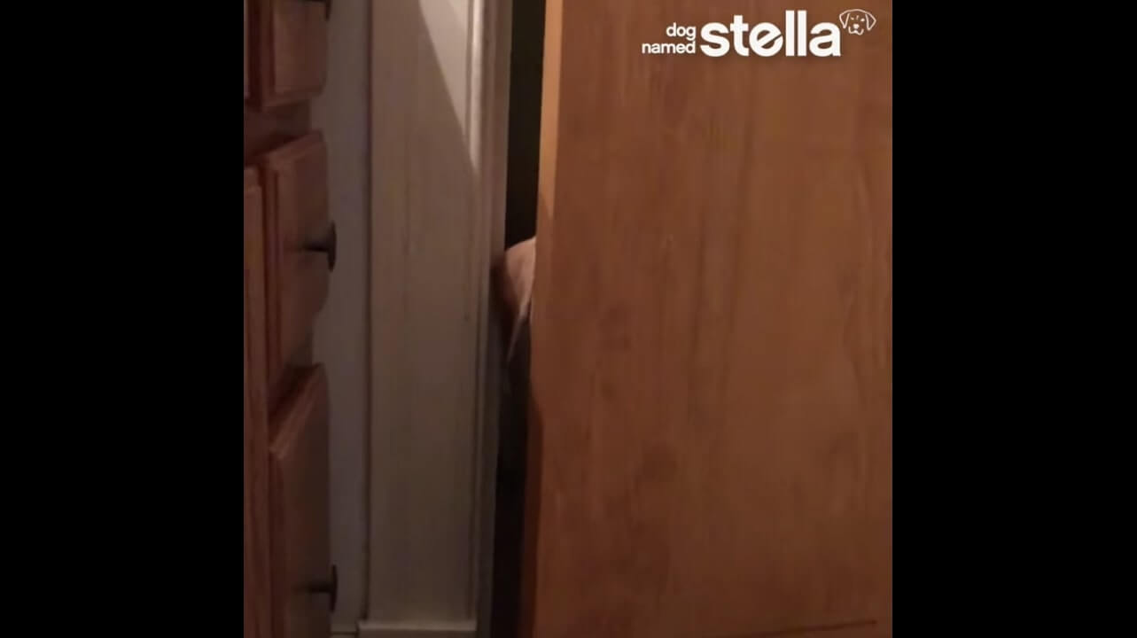 ラブラドールレトリーバー,動画