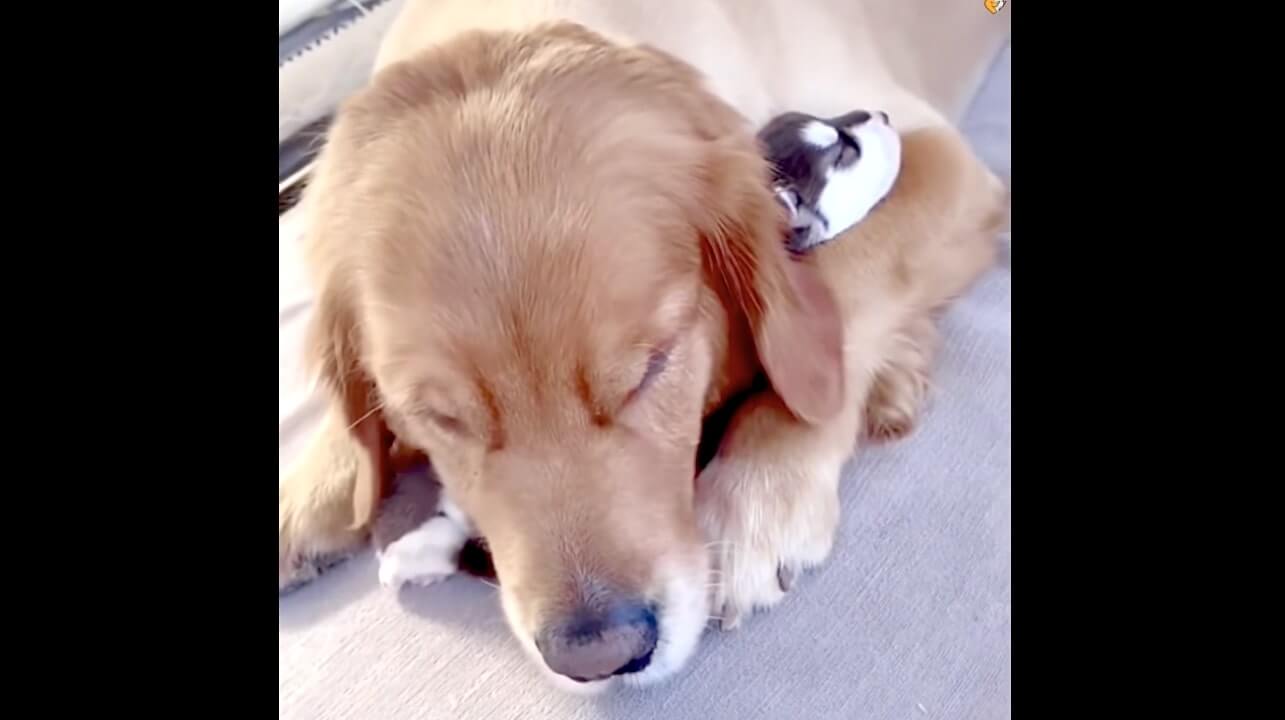 ゴールデンレトリーバー,動画