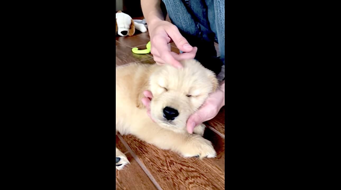 ゴールデンレトリーバー,動画