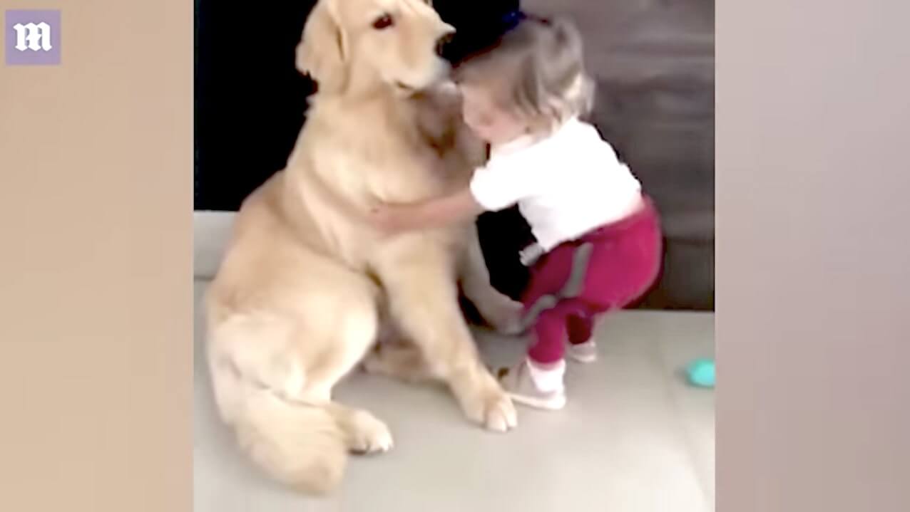 ゴールデンレトリーバー,動画