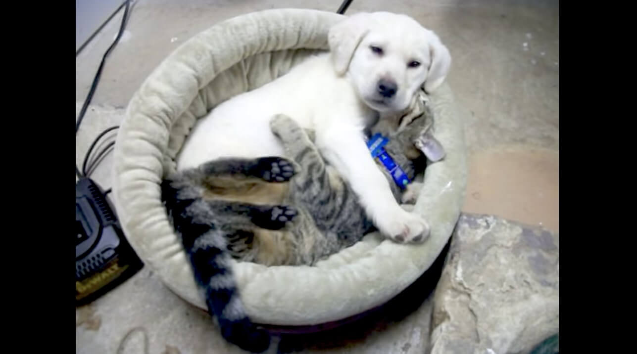 ラブラドールレトリーバー,動画