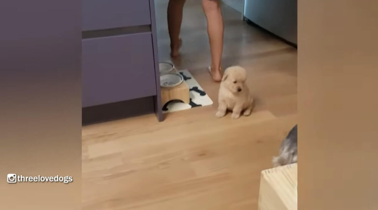 ゴールデンレトリーバー,動画