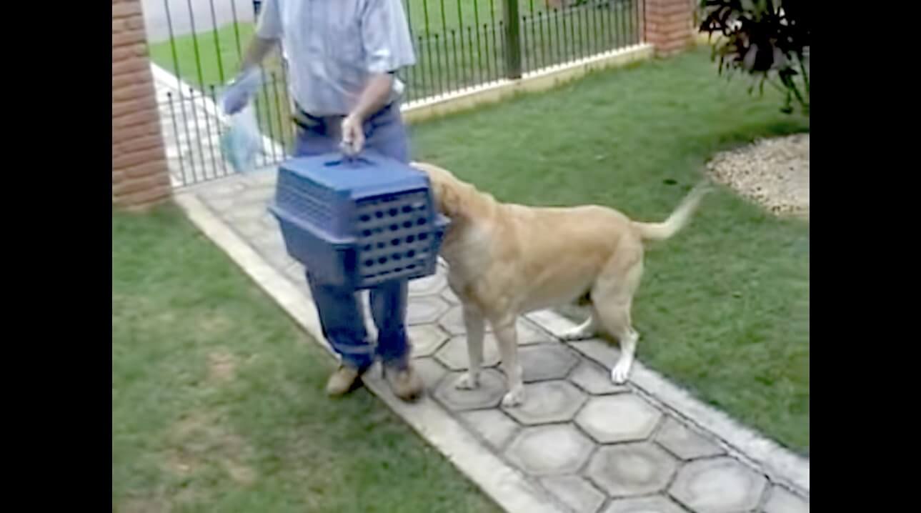 ラブラドールレトリーバー,動画