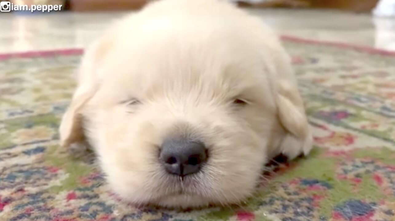 ゴールデンレトリーバー,動画