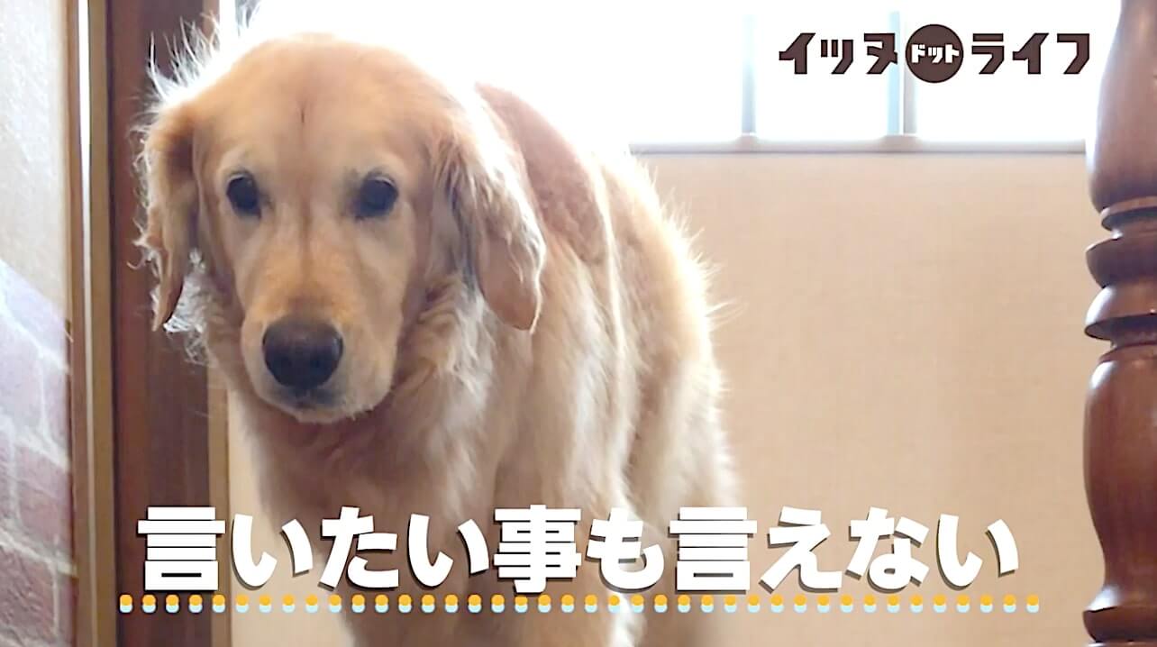 ゴールデン,動画,イッヌドットライフ