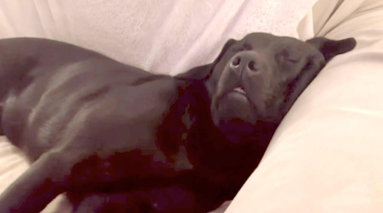 ラブラドールレトリーバー,動画