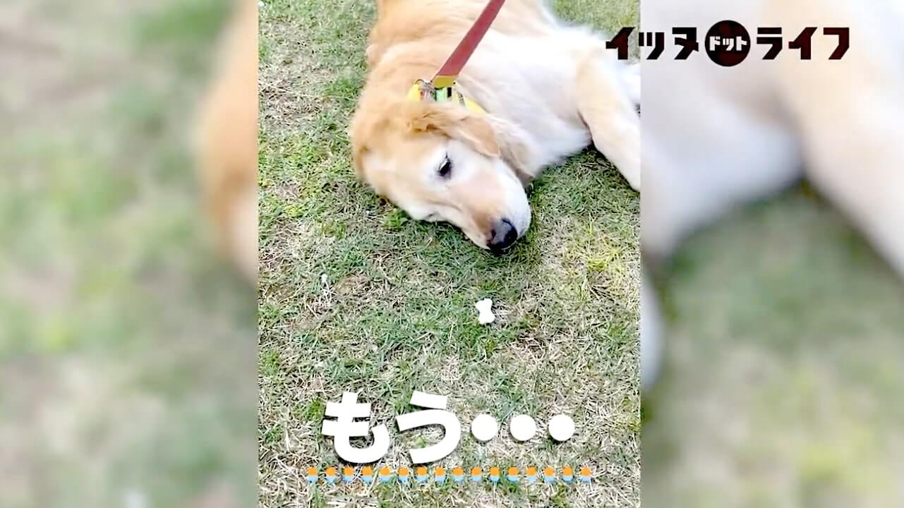 ゴールデンレトリーバー,動画